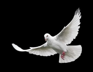 white dove