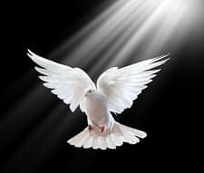 The Holy Spirit Dove - Advocate