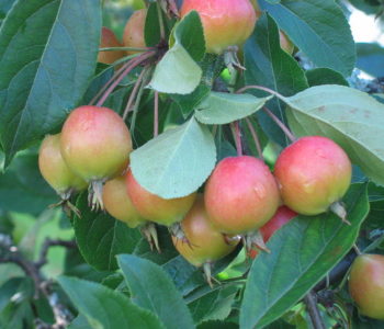 apple-tree