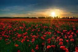 Field of Red Flowers at Sunrise
