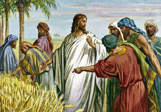 Jesus Disciples Picking Grain on the Sabbath
