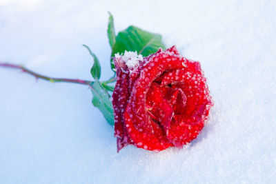 red rose in the snow