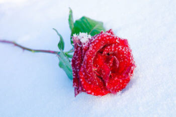 Red rose in ice