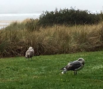 Sea Gulls by the Beach