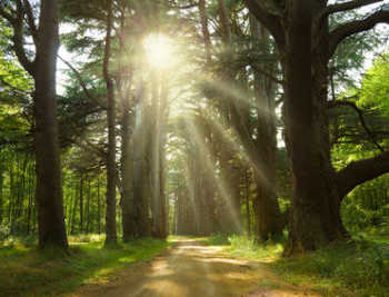 Sunlight trough cedars path at Cheverny Chateau park. France