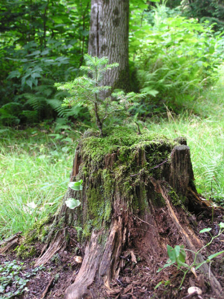 tree_stump