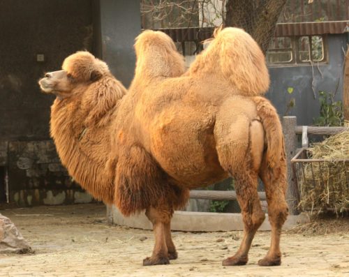 camel