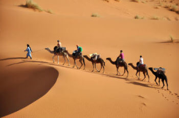 Camels in the Desert