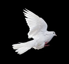 dove flying