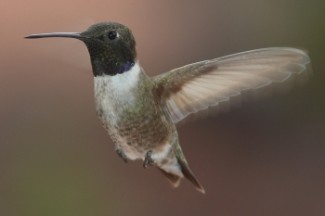 hummingbird