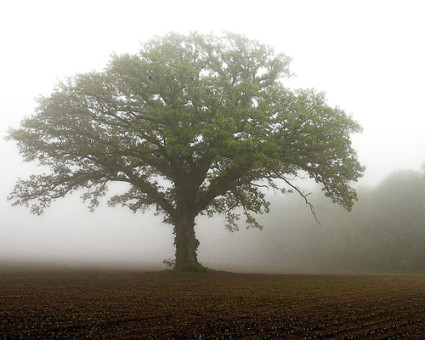 mustard-tree_mist