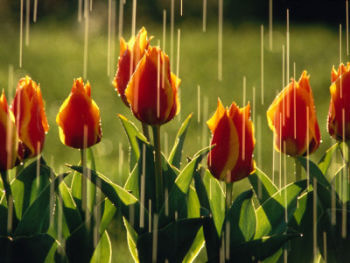 rain on tulips