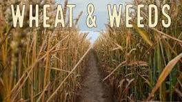 Saturday September 13th, 2025: Lessons from weeds and fruit