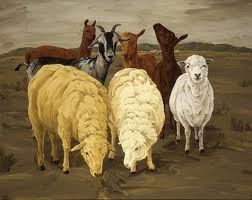 Unruly Goats vs. Trusting Sheep