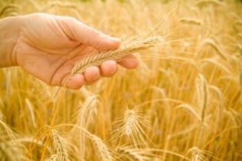 Wisdom of Wheat and Perseverance