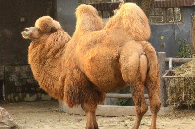 Monday 5/23/2016 – Squeezing through the needle