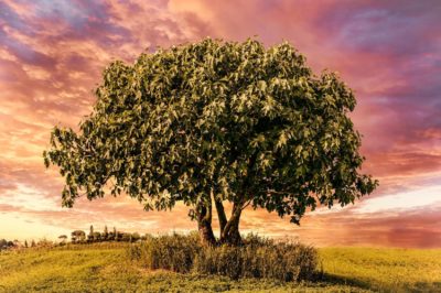 Faith and The Fig Tree - 10/24/20