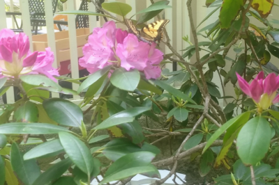 Monday, May 6, 2019 - Living Deliberately