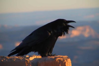 Monday 6/6/2016 - Lessons from the Ravens and other birds