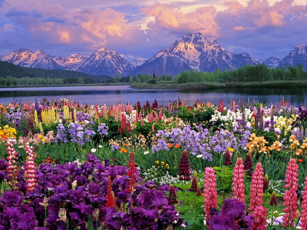 spring-flowers-pictures - A CATHOLIC MOMENT